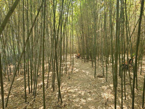 면천 대숲바람길