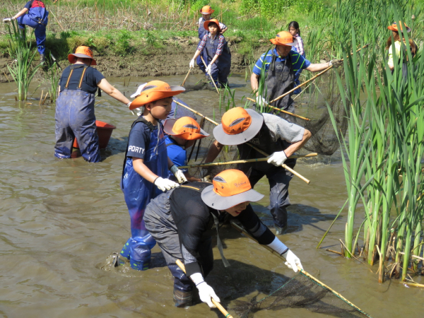 매화둠벙마을에서 물고기 잡기 체험을 즐기는 관광객들(
