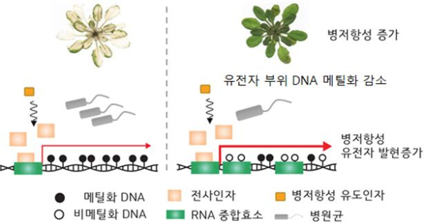 유전자 부위의 DNA 메틸화 (gene body DNA methylation)를 통한 식물 병저항성 기억 모델