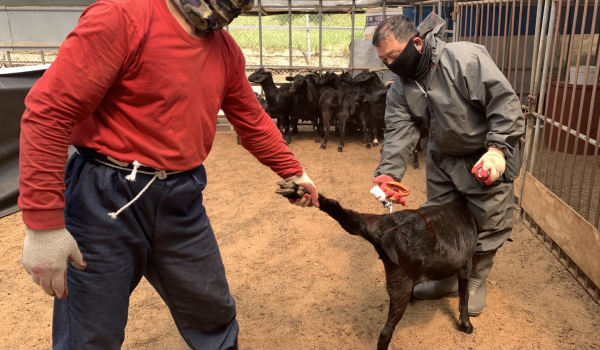 세종시가 지난 15일부터 관내 구제역 이동제한을 해제하고 평시 방역체계로 전환했다. 사진은 관내 한 농가에서 구제역 백신을 긴급접종하고 있는 모습
