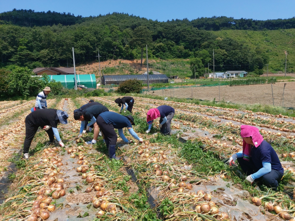 충남 서산시 팔봉면의 양파 재배농가를 찾아 일손 돕기 봉사활동 모습