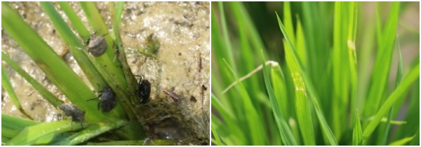 먹노린재와 피해 입은 벼