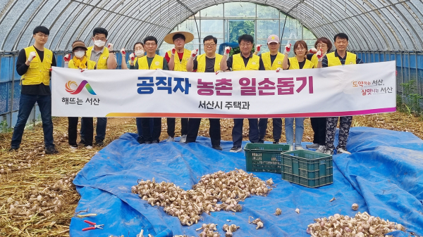 21일 성연면에서 서산시 직원들이 농촌 일손 돕기를 진행했다