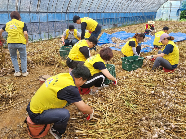 21일 성연면에서 서산시 직원들이 농촌 일손 돕기를 진행했다