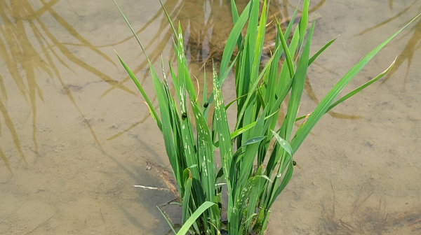 벼잎벌레 피해 증상/아산시 제공
