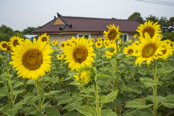 채운면 해바라기축제 홍보