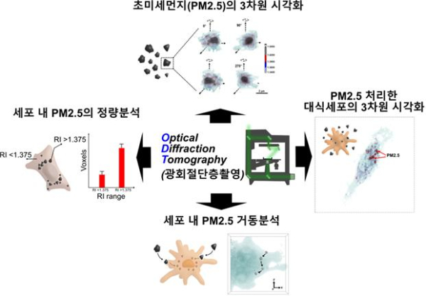 광회절 단층촬영(Optical Diffraction Tomography) 기술을 이용한 초미세먼지와 세포 간 상호작용 3차원 영상분석