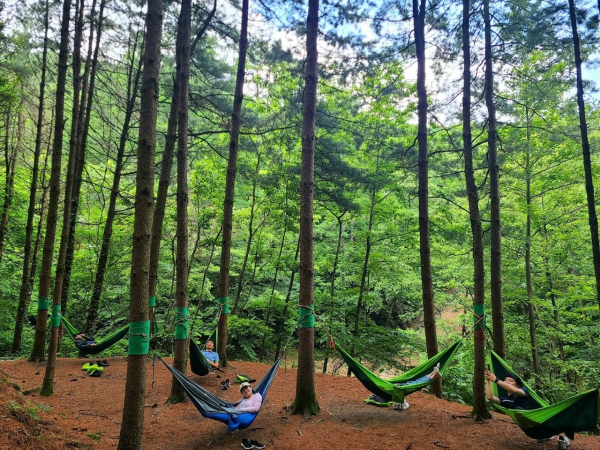 지난 22일 경북 영주시 봉현면 국립산림치유원 잣나무 숲에서 FAO 관계자들이 숲속 해먹 프로그램에 참여하고 있다