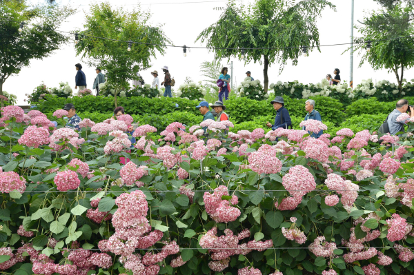 ‘공주 유구색동수국정원 꽃 축제’ 현장 모습