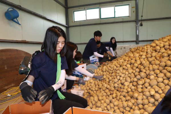 하계방학을 맞아 농촌을 찾은 한양대학교 ERICA 캠퍼스 학생 봉사단 소속 대학생들이 서산시 팔봉면 농가에서 감자 선별 일손돕기 봉사활동을 하고 있다.