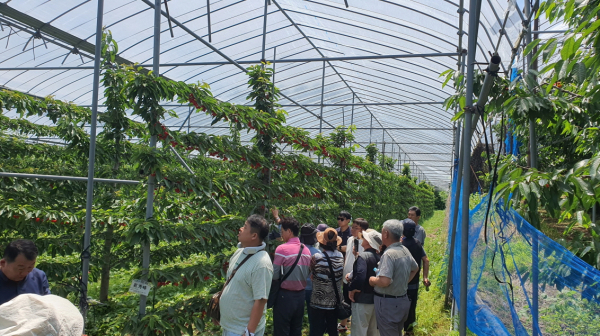 예산능금농협 일본 선진 체리농업 벤치마킹 모습