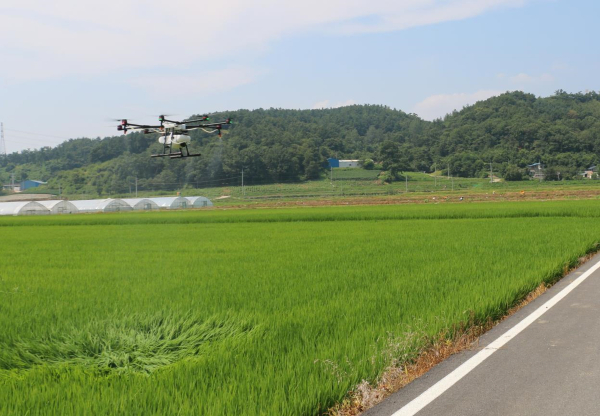 벼 병해충 동시 방제 약제 공급-드론 방제 모습