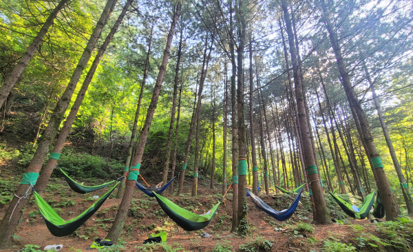 국립산림치유원 잣나무숲에서 심신안정을 위한 해먹체험 프로그램이 운영되고 있다.