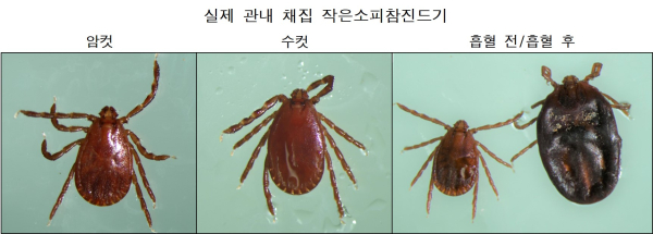 운주산 일대 진드기 분포도조사에서 채집된 작은소피참진드기