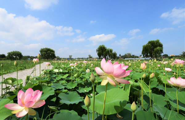 합덕제 연꽃