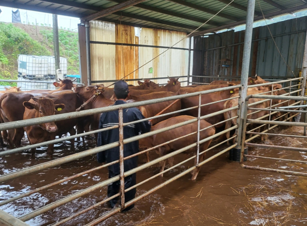 이인면 만수리 소 복귀 사진