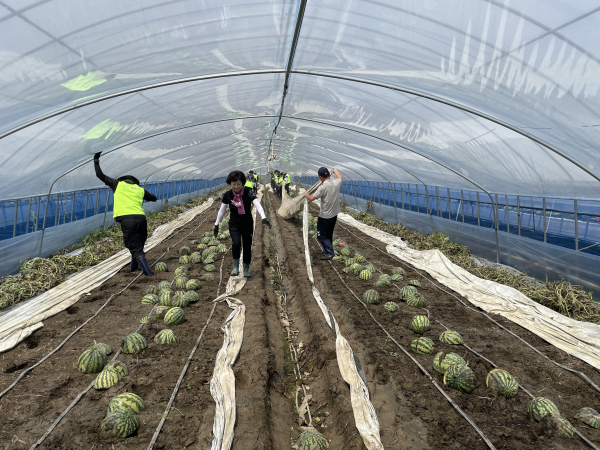 이종욱 농협충남세종본부장(왼쪽)과 임직원들이 논산시 채운면 수해현장을 찾아 수박 비닐하우스 복구 작업을 진행하고 있다