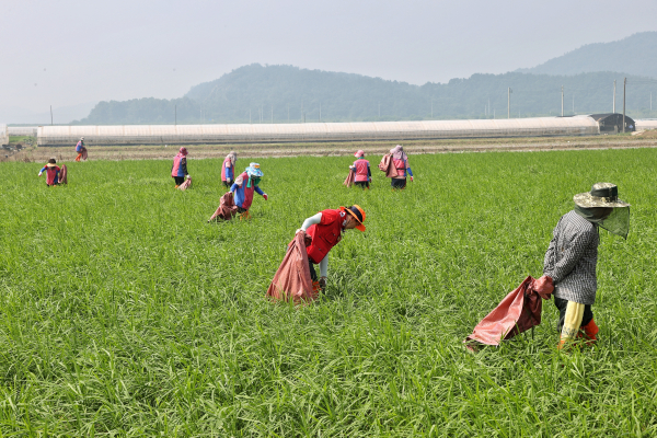 호우 피해집중지역 복구지원 봉사활동 진행 모습