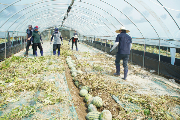 이완섭 서산시장이 21일 충남 부여군 수해 지역에서 공직자들과 함께 수해복구작업을 하는 모습