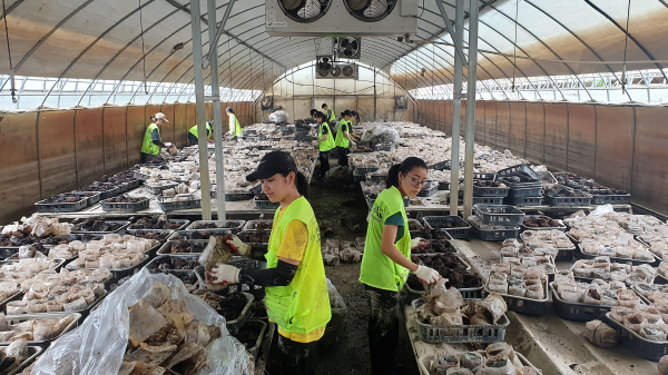 선문대 봉사자들이 버섯 농가에서 농작물을 정리하고 있다