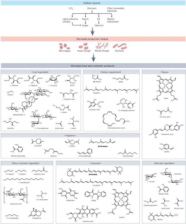 생물 세포공장을 이용한 식품 및 미용 화합물 생산 예시