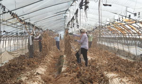 농업시설물 응급복구 일손돕기 진행 모습