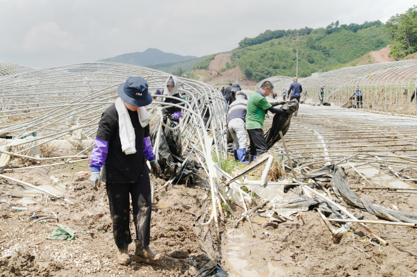 이완섭 서산시장을 비롯한 유관기관 봉사자들이 26일 충남 공주시 우성면 수해 농가에서 비닐하우스(비가림시설)를 철거하는 모습
