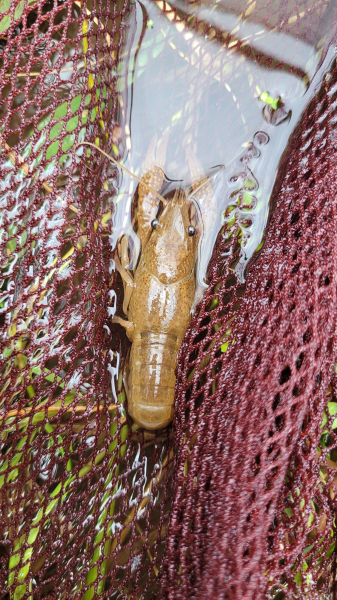 천안 병천천에서 발견된 미국가재/천안아산환경운동연합 제공