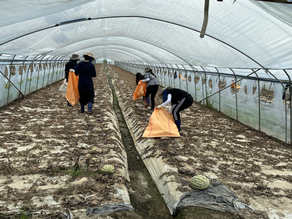 도로교통공단 수해지역 피해복구 봉사활동 진행 모습