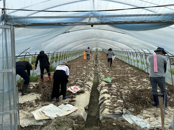 도로교통공단 수해지역 피해복구 봉사활동 진행 모습