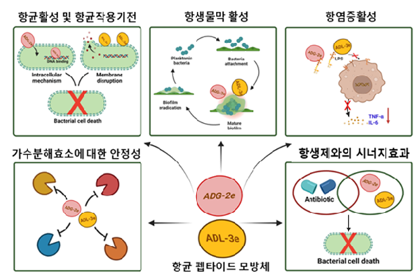 항균 펩타이드 모방체의 항균효과 모식도