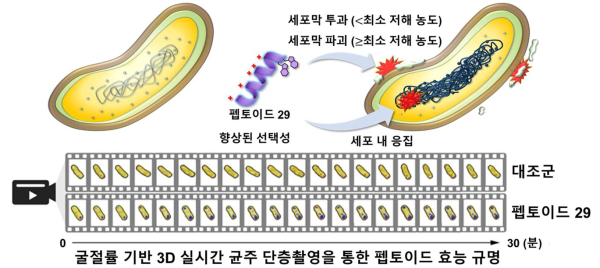 3차원 홀로토모그래피 활용 다제내성균 치료 항생제 원리