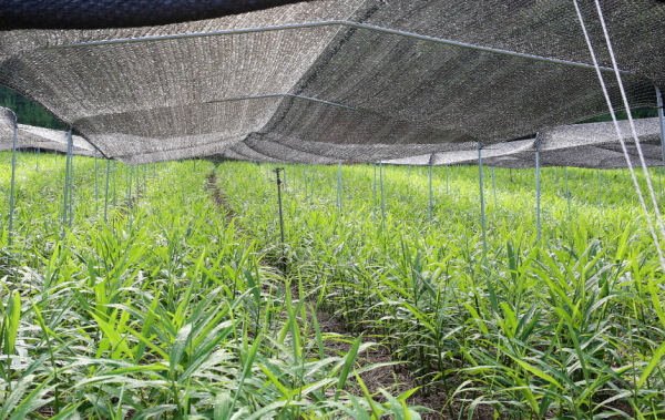 태안읍 송암리의 한 생강 농가에서 차광막을 씌운 모습.
