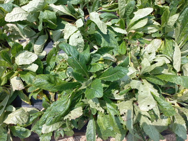 지황 파밤나방 피해