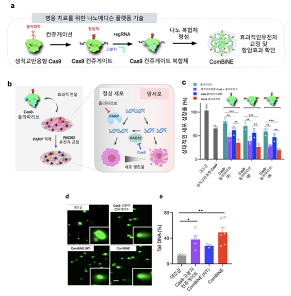 생직교반응 기반 병용 치료용 크리스퍼 나노복합체인 ComBiNE 제조 및 기능