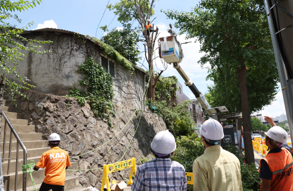 소제동 위험목 제거