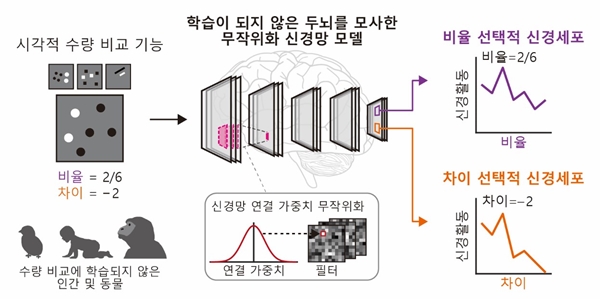 두뇌 모사 신경망 모델에서 수량 비교 기능의 자발적 발생 설명도