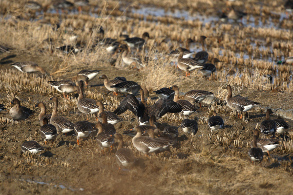 천수만 간척농지에 도래한 기러기 모습