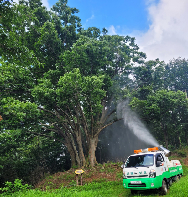 서산시 관계자들이 방제 차량을 동원해 미국흰불나방 방제 모습