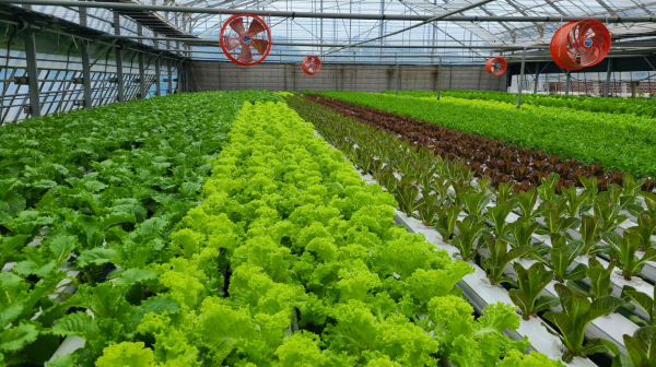 태안읍의 한 농가에서 양액재배를 이용해 유럽상추를 재배하는 모습.