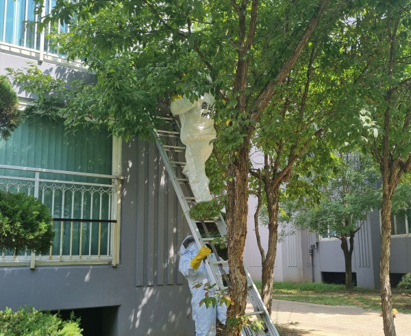 벌집 제거 장면/천안동남소방서 제공