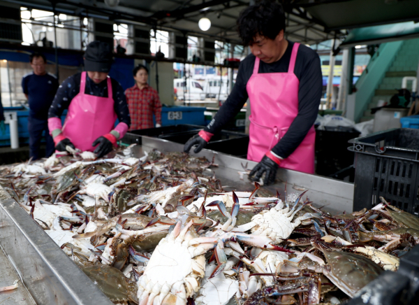 21일 안면읍 백사장항 위판장의 꽃게 모습.
