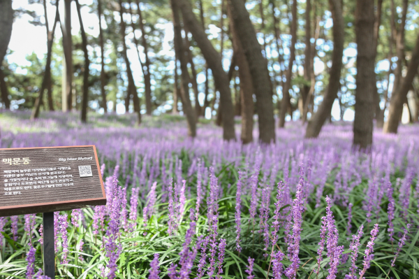 장항 송림산림욕장에 만개한 맥문동