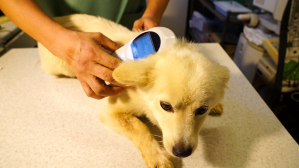 홍성군은 반려동물 등록 자진신고 기간을 운영한다