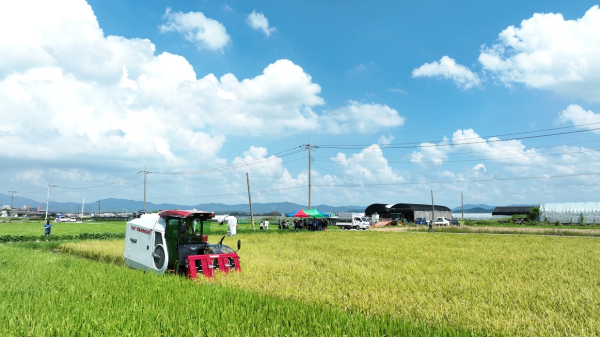 올해 첫 벼 베기 작업이 이뤄진 취암동 소재의 논