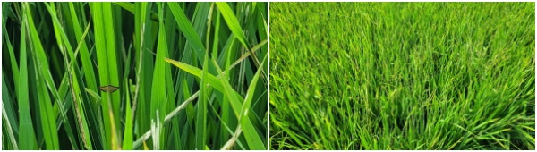 혹명나방(성충), 혹명나방(피해 필지)