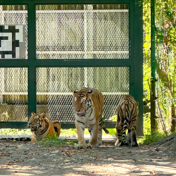 아프라카 사파리에서의 현재 모습 (2023. 8월)