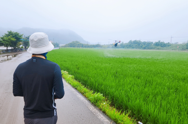 벼 병행충 항공방제