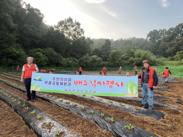 대흥면 주민자치회 김장배추 심기 행사 모습