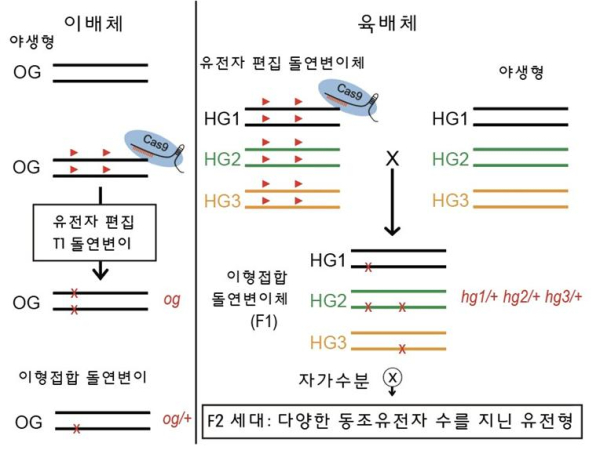 유전자 편집을 이용한 육배체 유전형 분리법